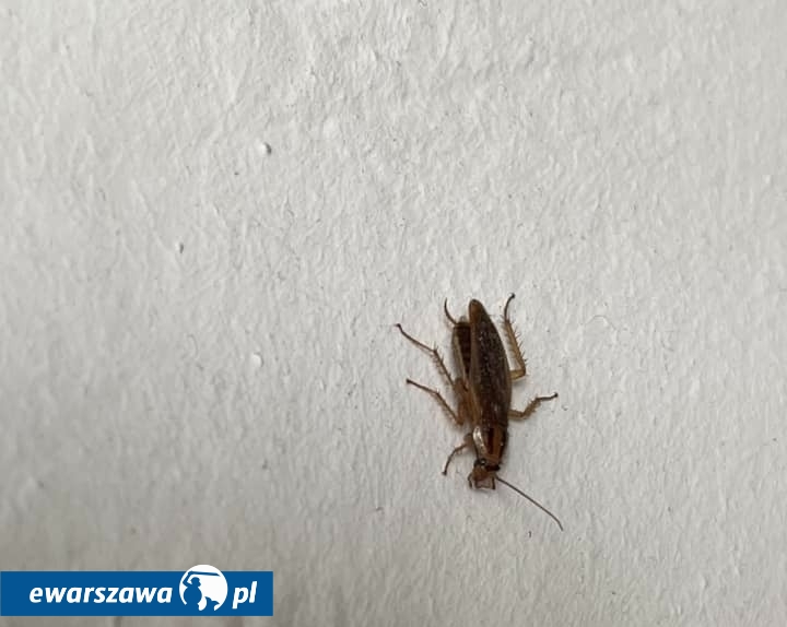 fot. Warszawa Ochota/Facebook.