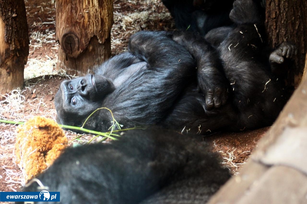 Goryl w Warszawskim Zoo | fot. facebook.com/WarszawskieZOO