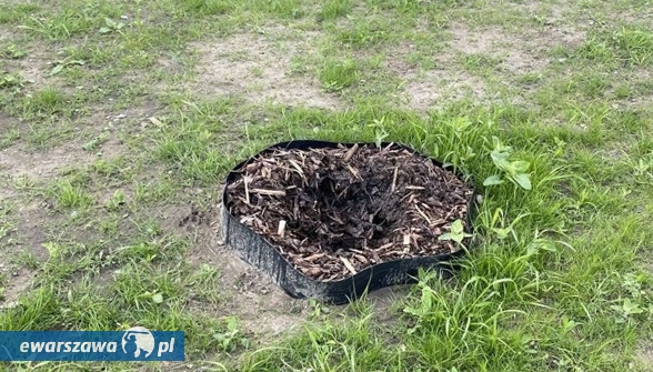 miejsce w którym skradzono krzewy | fot. facebook.com/ZarzadZieleniWarszawy