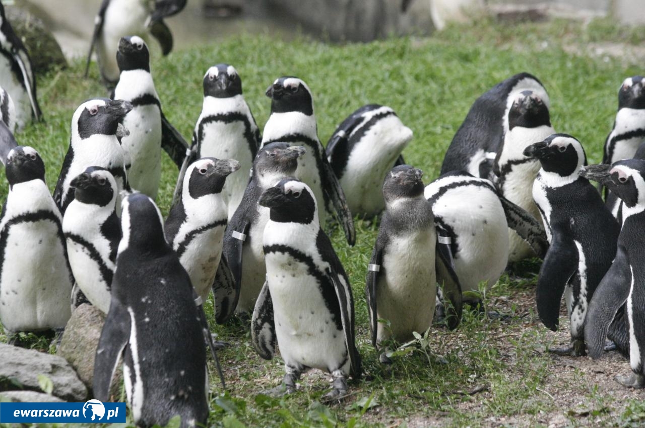 pingwiny | fot. Marcin Stawicki /facebook.com/WarszawskieZOO