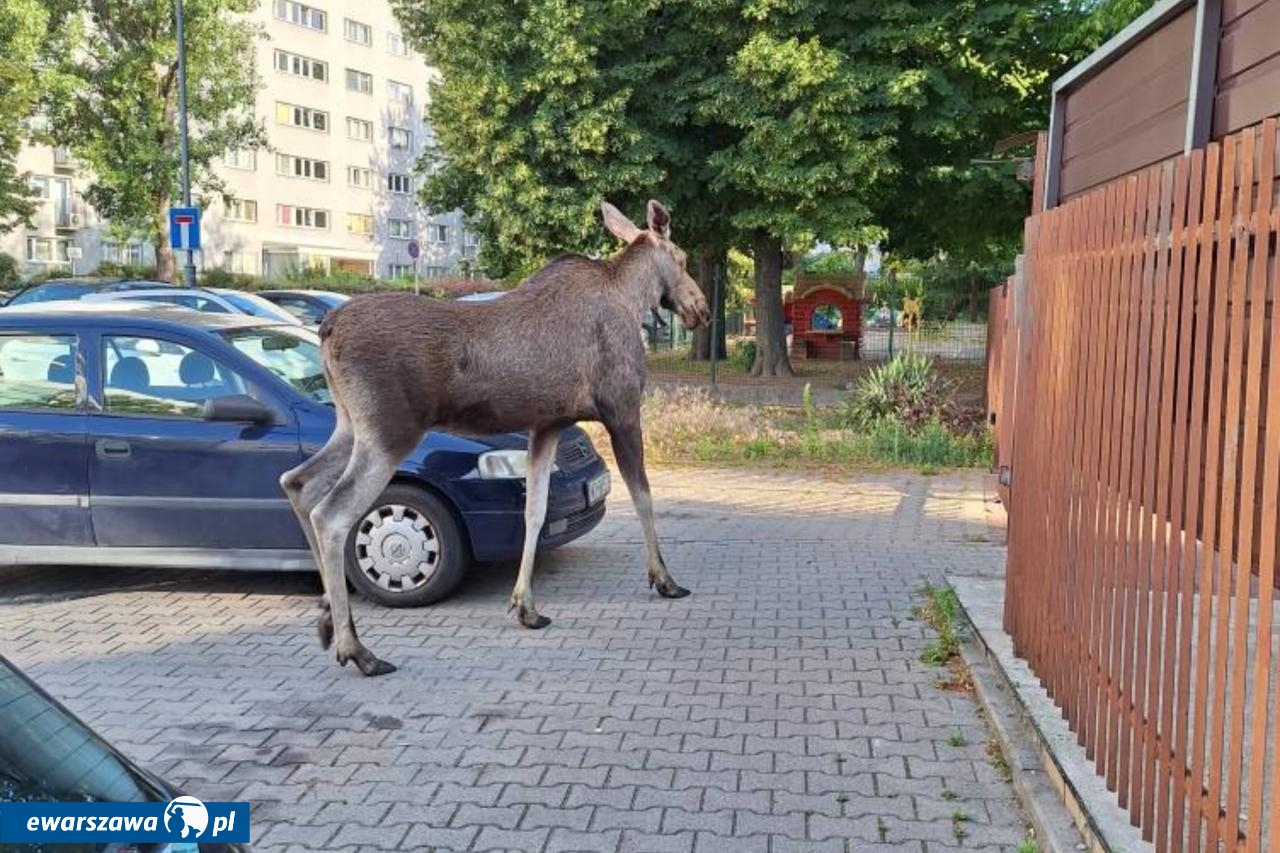 łoś na Bielanach | fot. Monika B. / facebook