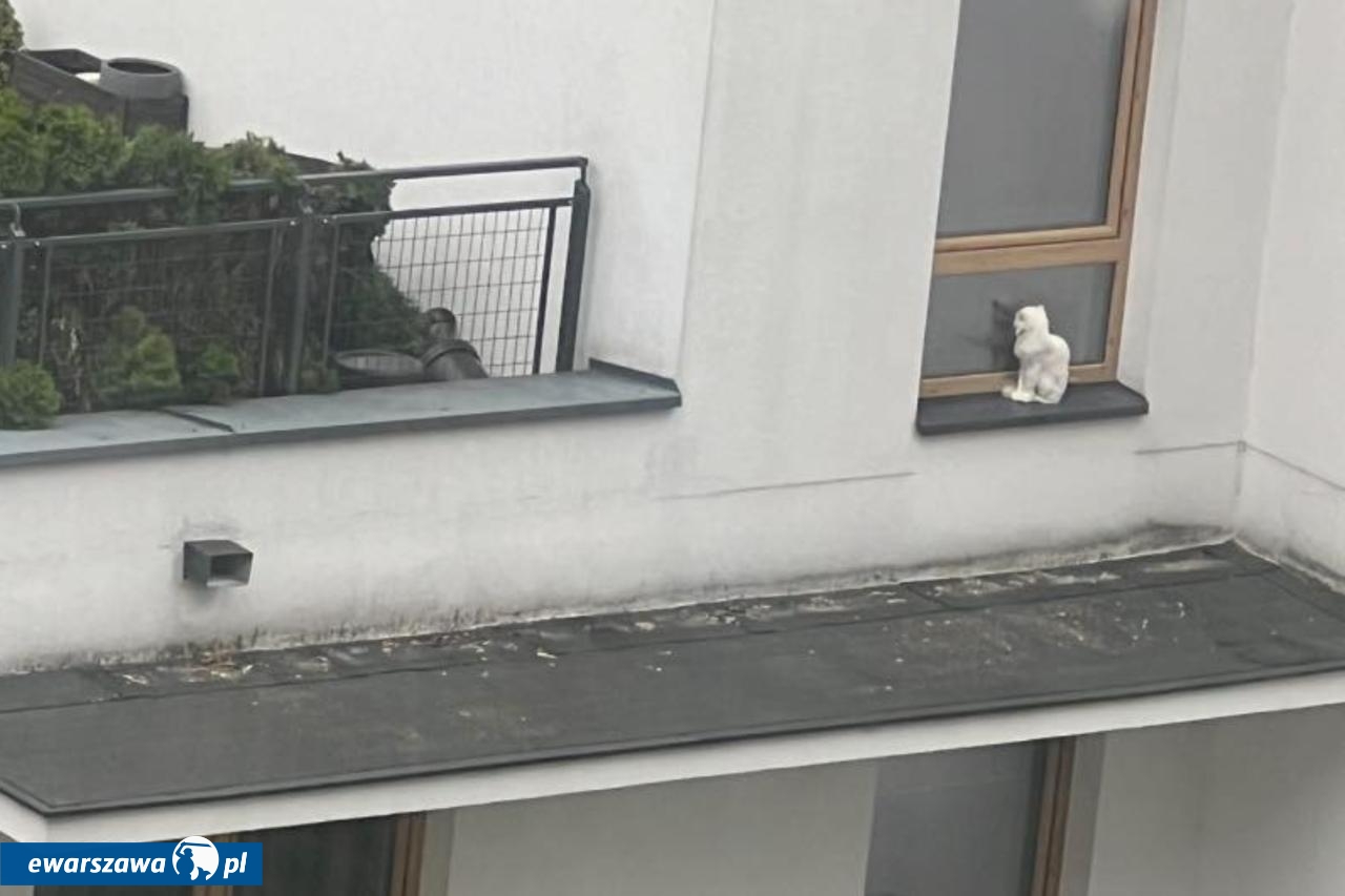 kot na parapecie | fot. Mokotów moja dzielnica / Facebook