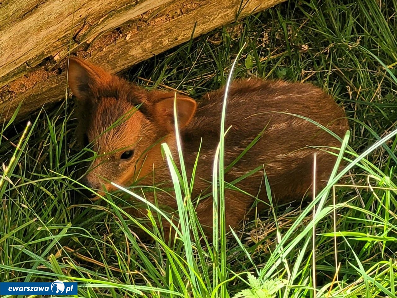 samiczka pudu | fot. Aleksander Bilski /facebook.com/WarszawskieZOO