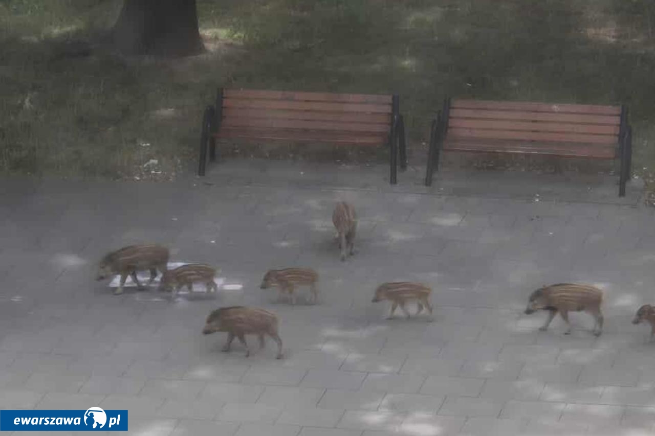 dziki w mieście | fot. Bielany - nasza dzielnica / facebook