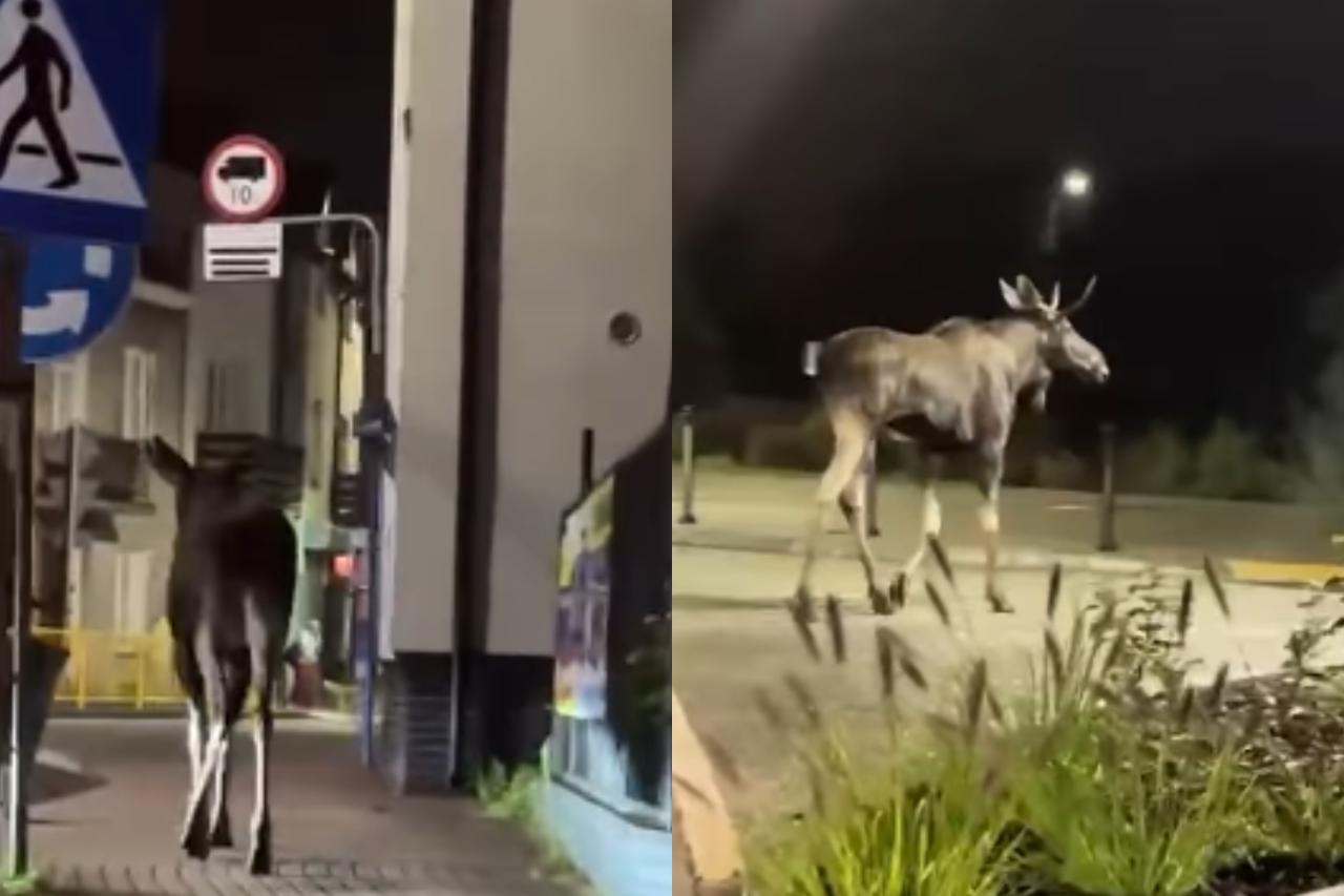 łoś na ulicach Zielonki | fot. tiktok.com/@laureczkay