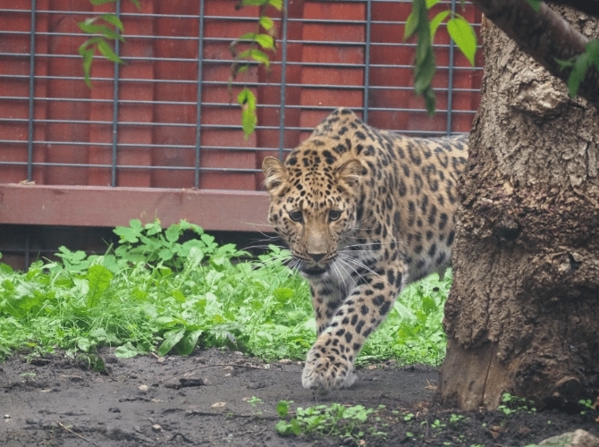 samica lamparta amurskiego | fot. Marta Tomczyk/ facebook.com/WarszawskieZOO