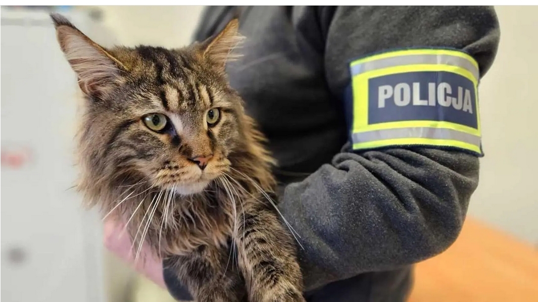 skradziony kot rasy maine coon z Grójca | fot. KPP Grójec
