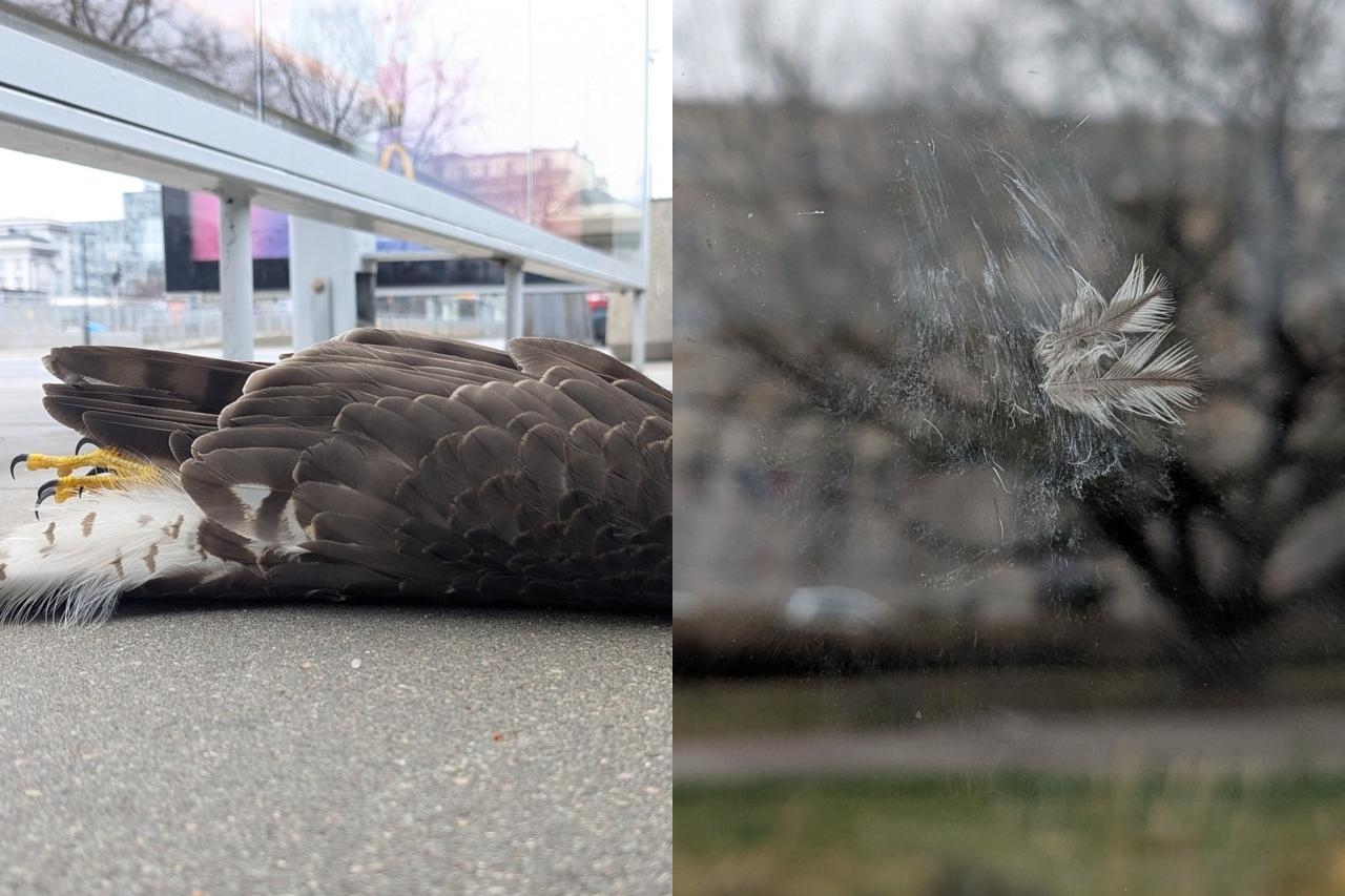 krogulec, który uderzył w wiatę przystankową na Ratuszu Arsenał | fot. Dzika Ochota/ facebook