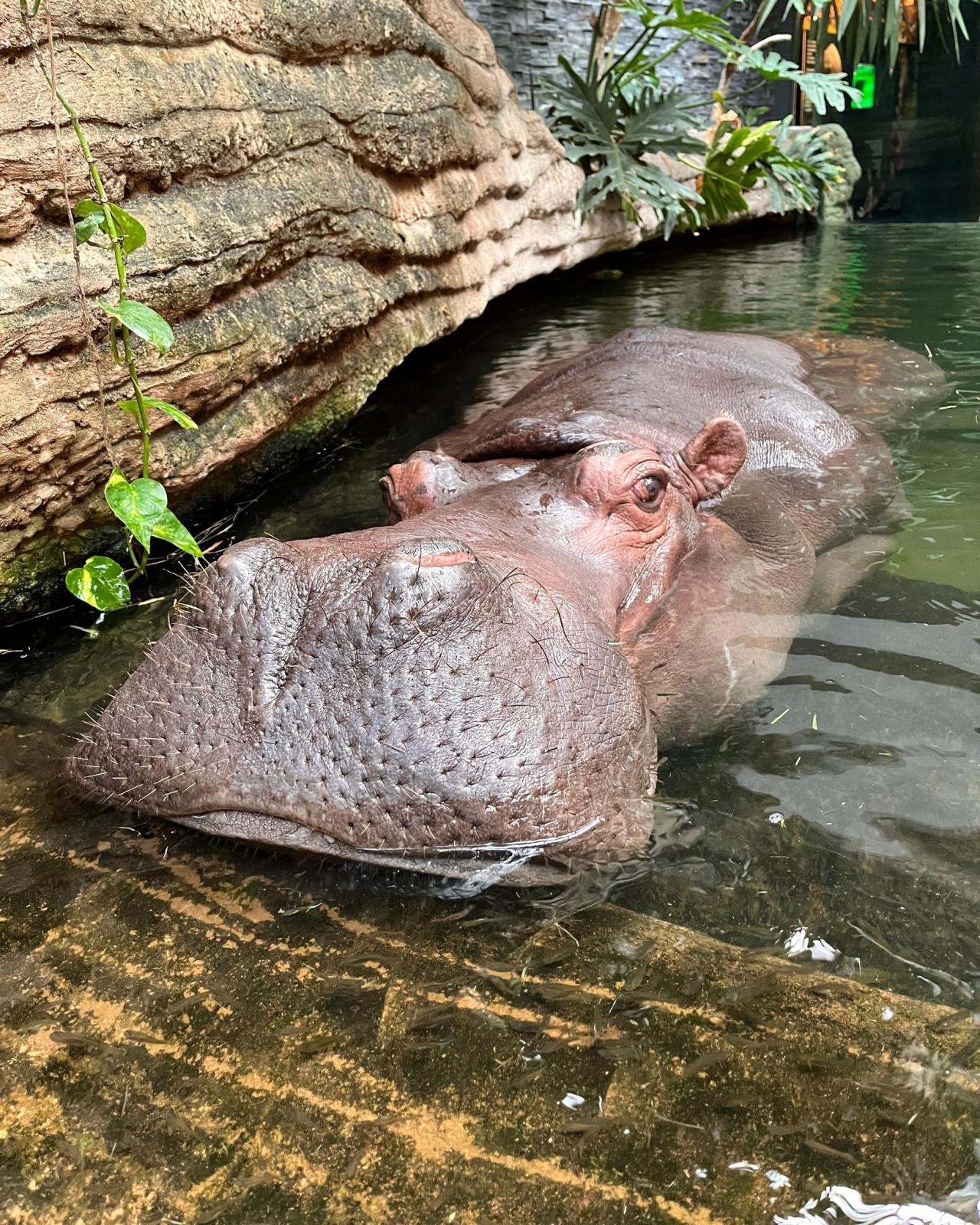 fot. Warszawskie ZOO/Facebook.