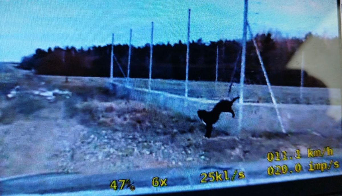 pies, który zawisł na ogrodzeniu | fot. mazowiecka.policja.gov.pl