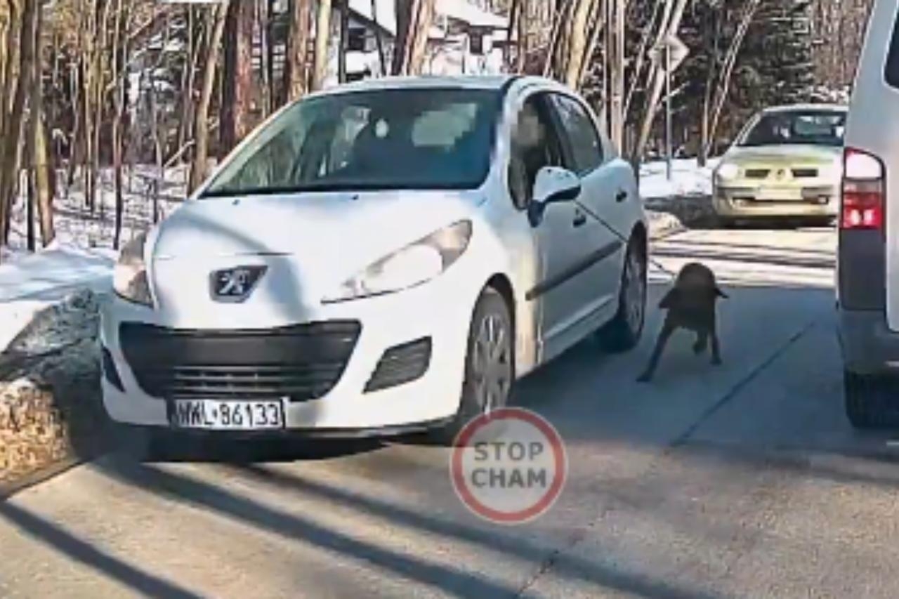 kierował autem i ciągnął psa | fot. x.com/Stop_Cham