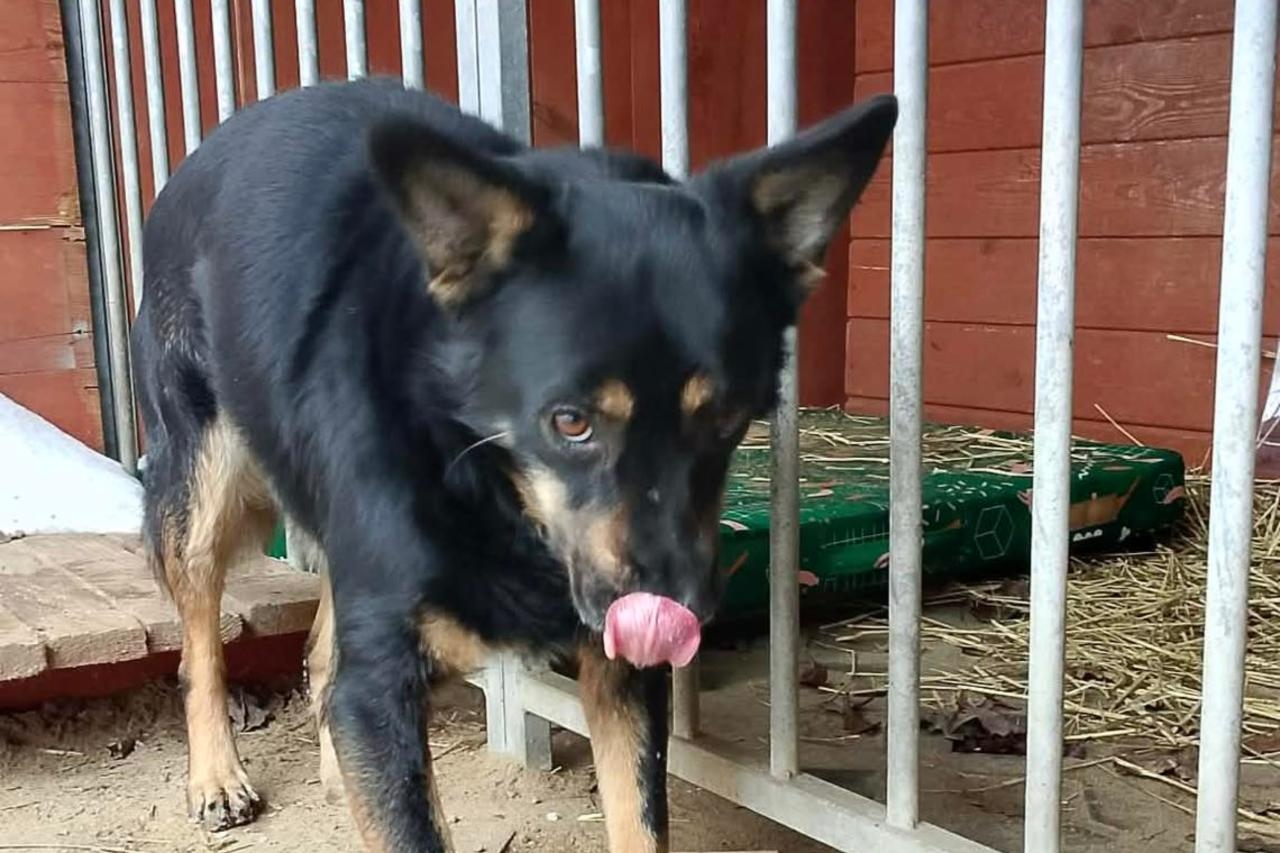 pies do adopcji ze sschroniska dla bezdomnych zwierząt w Celestynowie | fot. https://www.facebook.com/celestyniaki