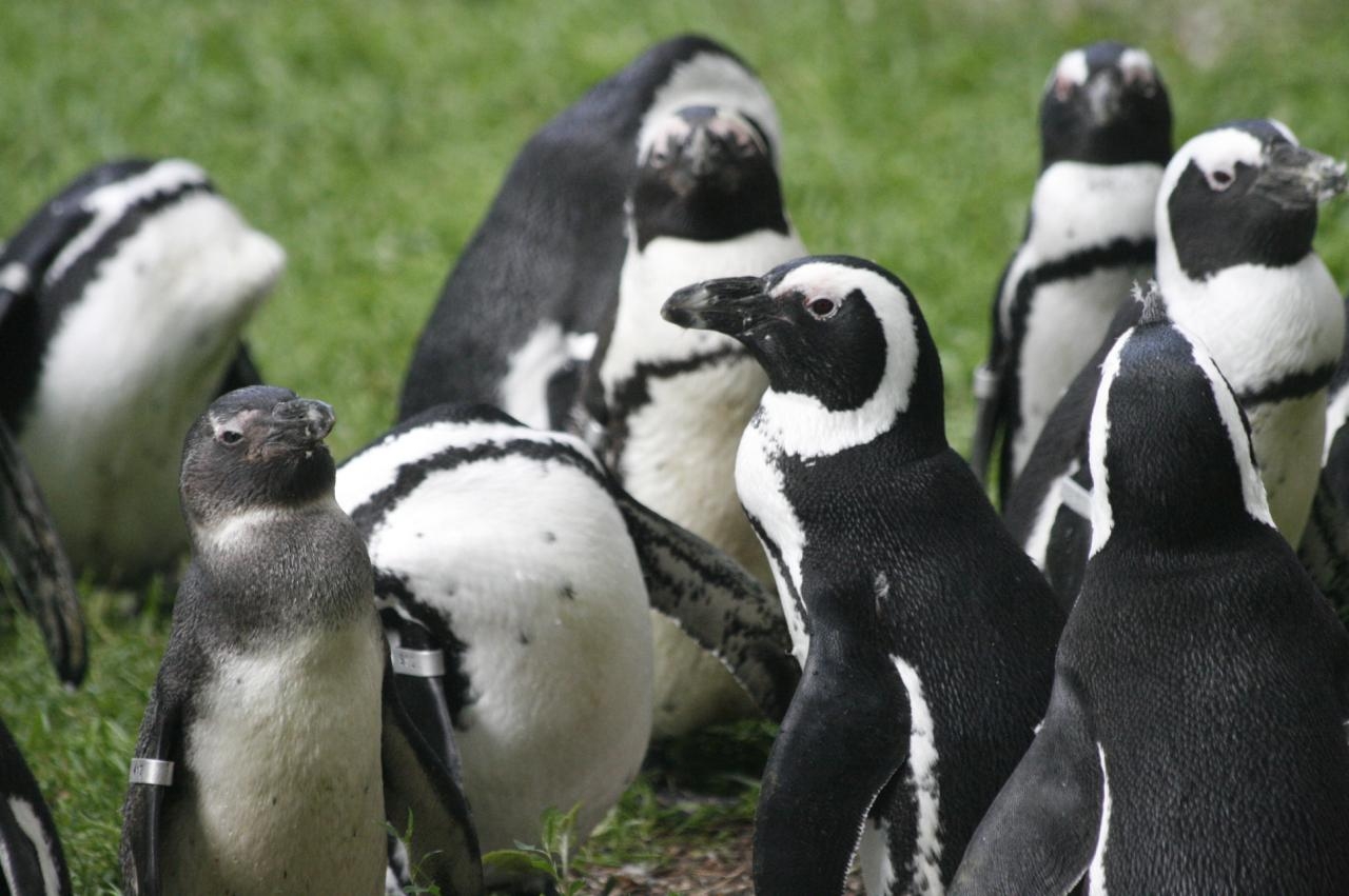 pingwiny z Warszawskiego ZOO | fot. Marcin Stawicki/facebook.com/WarszawskieZOO