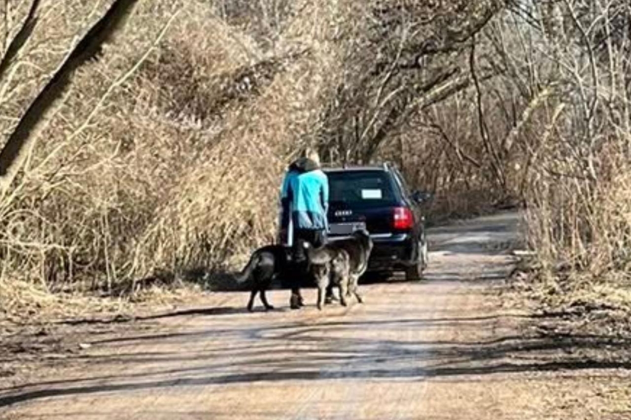 psy, które biegały bez smyczy na Sadybie | fot. Marta S./facebook