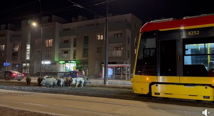 Dziki zatrzymały ruch tramwajowy na Wilanowie | fot. facebook.com/SzymanskiRadnyWilanowa