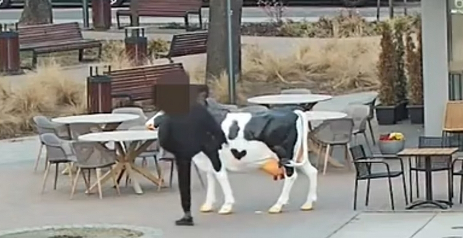 atak na sztuczną krowę | fot. policja Garwolin