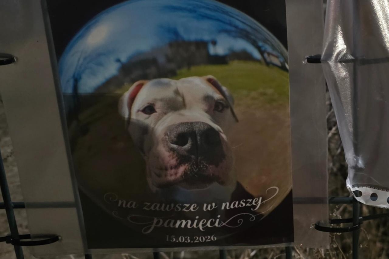pies, który zmarł w Parku Bródnowskim | fot. Dorota C./facebook