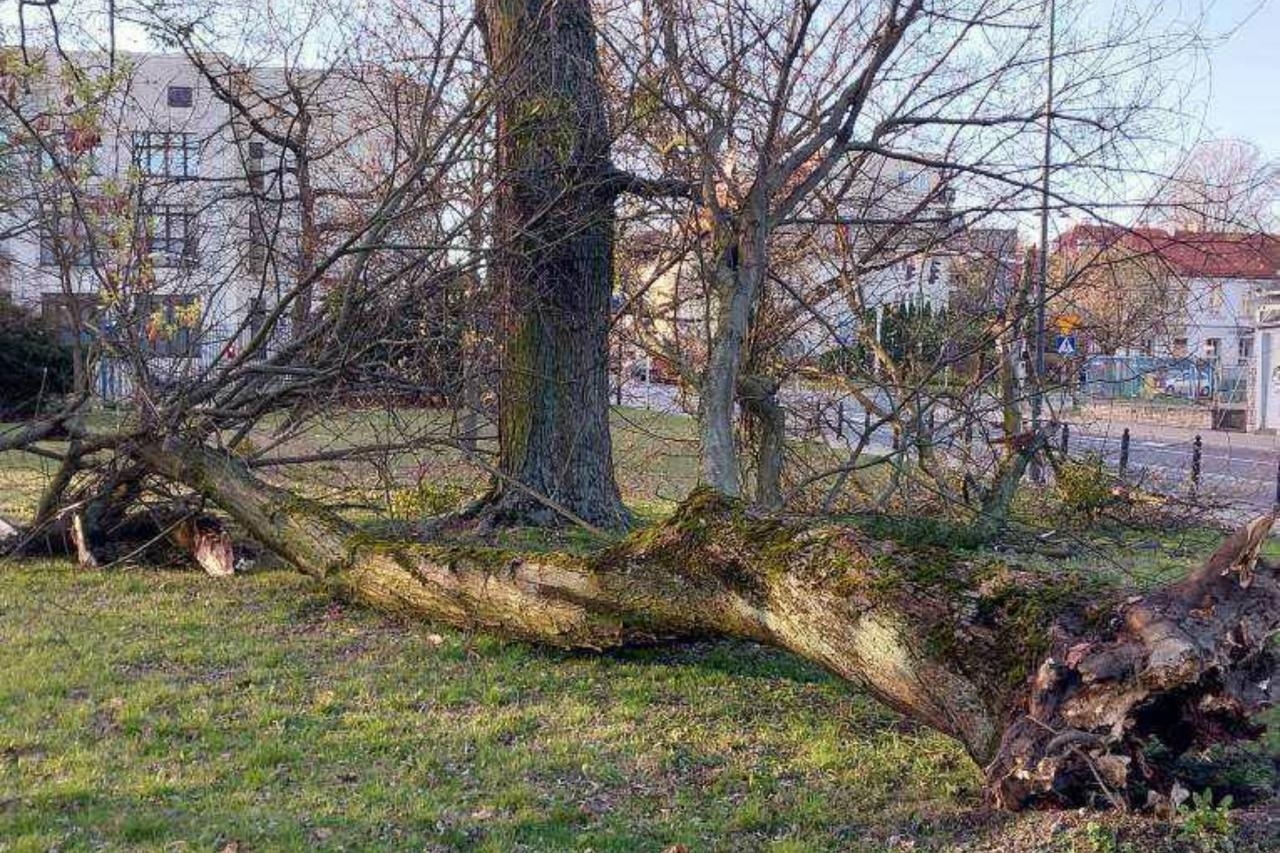 zniszczone drzewo po burzy w Warszawie | fot. Zarząd Zieleni Warszawy