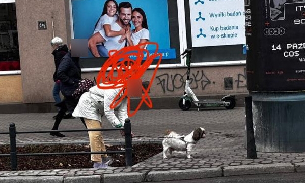 pies przywiązany do słupka przy samej ulicy na Mokotowie | fot. Iwona B.