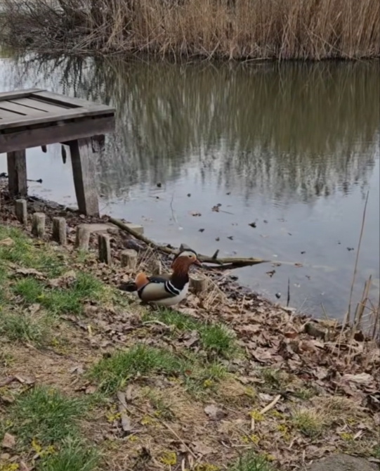 fot. Zrzut filmu Marcina Łupaszki/Otwarta Ochota/Facebook.