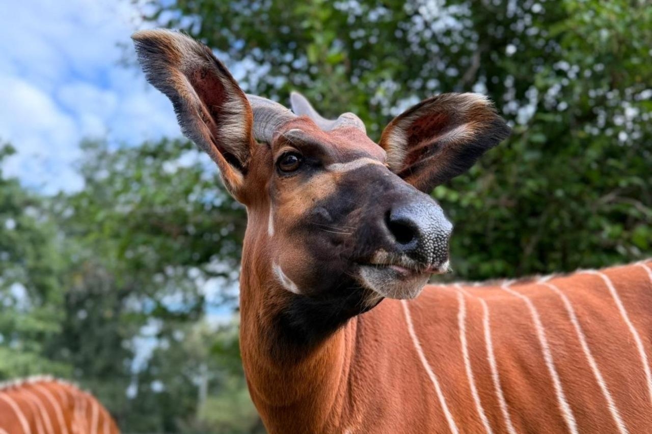 Hela z Warszawskiego ZOO | fot. Sebastian Guzowski/ Warszawskie ZOO