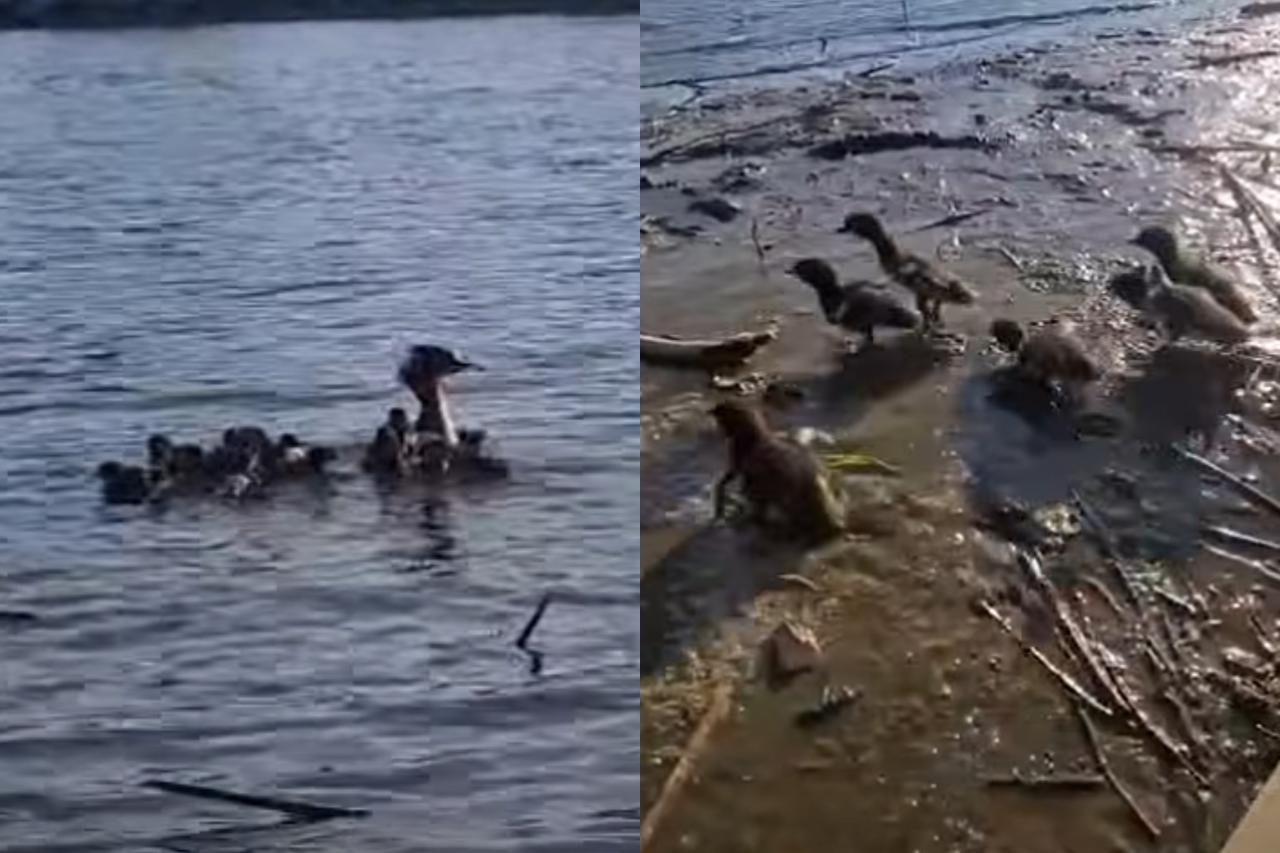 osierocone nurogęsi z Warszawy z nową matką | fot. https://www.facebook.com/ZarzadZieleniWarszawy