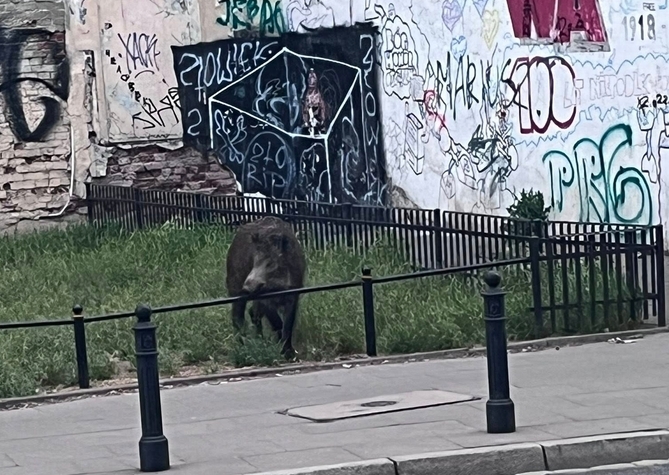 dzik na Ząbkowskiej w Warszawie | fot. Marta Ł./faceook