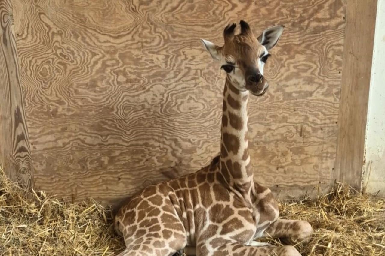 żyrafa Pietruszka | fot. Warszawskie ZOO/facebook