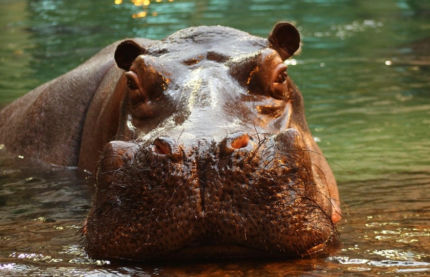 hipopotam Hugo | fot. Warszawskie ZOO