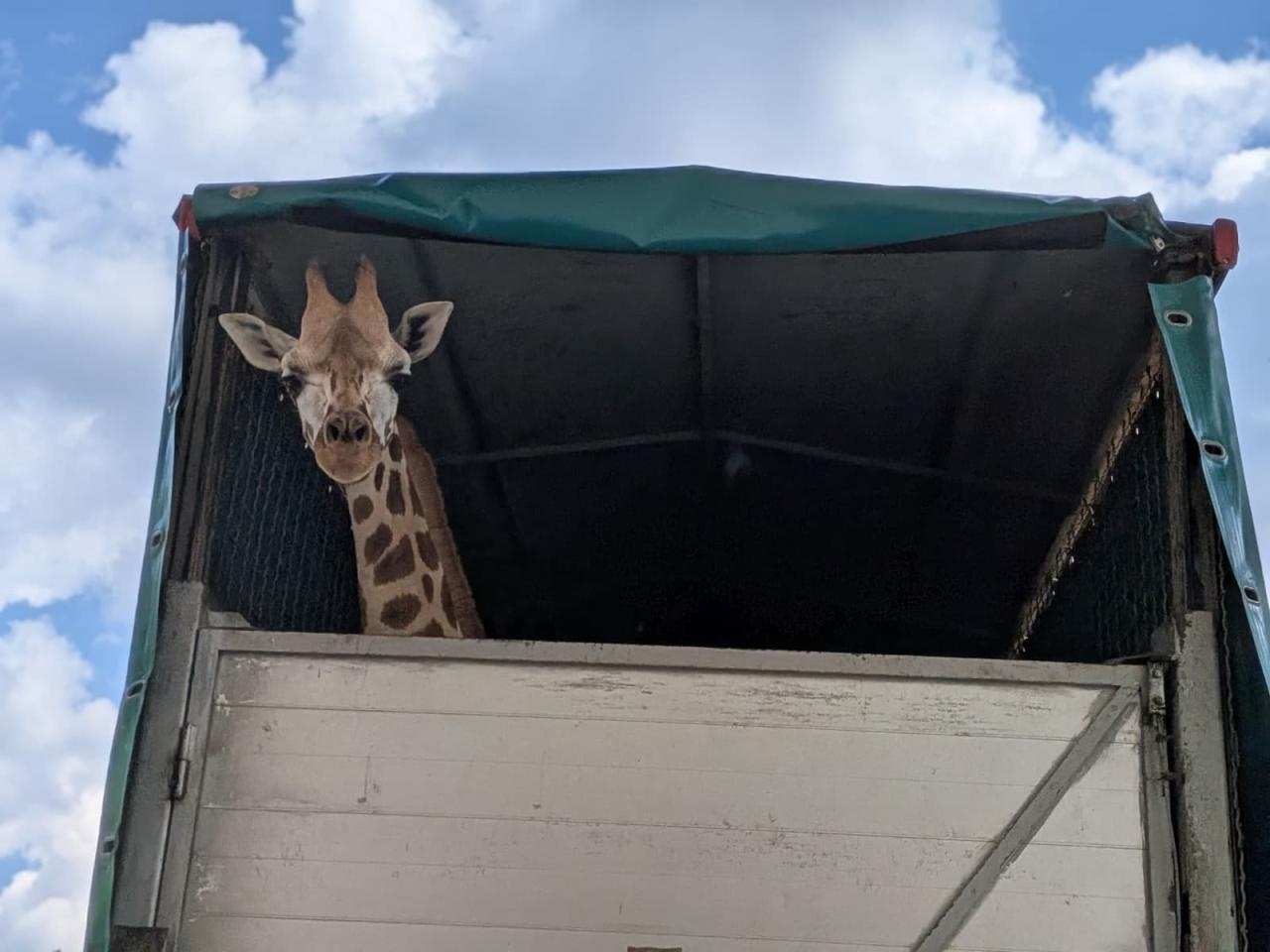 Pietruszka z Warszawskiego ZOO w drodze na Słowenię | fot. Warszawskie Zoo/facebook