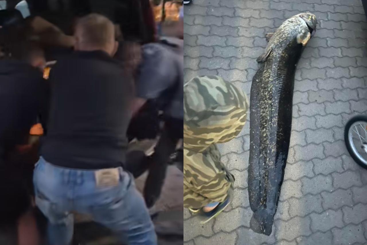 sum złowiony nad warszawskim Balatonem | fot. Gocław.Mieszkańcy/facebook