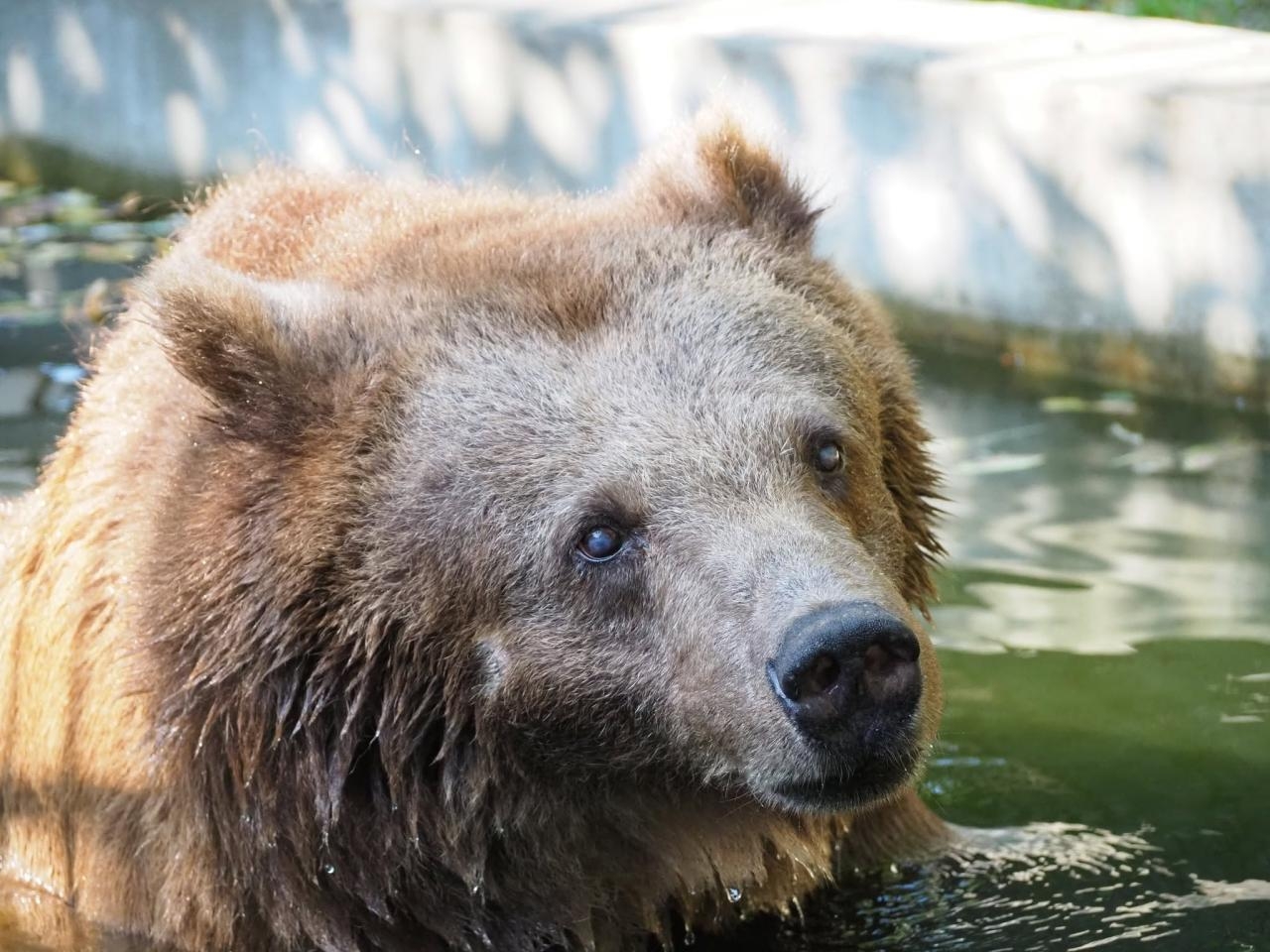 niedźwiedzica Sabina z Warszawskiego ZOO | fot. Warszawskie Zoo/facebook