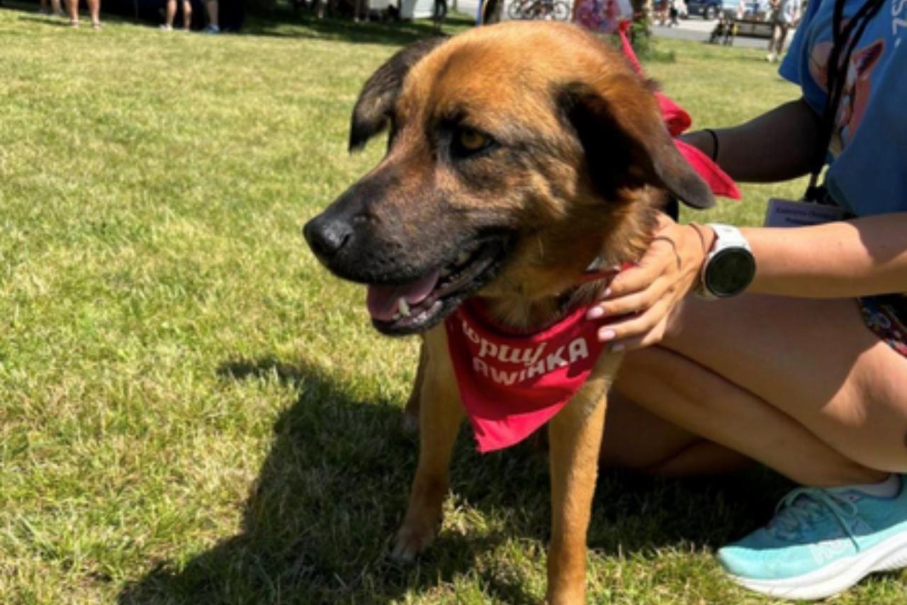 pies z Palucha do adopcji na Warszawskim Dniu Zwierząt | fot. Schronisko na Paluchu