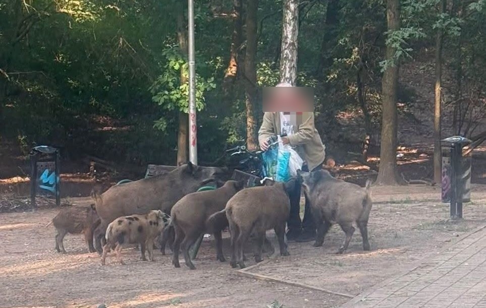 fot. Fot. Asdf123, udostępnione przez Monika Lewińska/Informator Dzielnicy Białołęka.