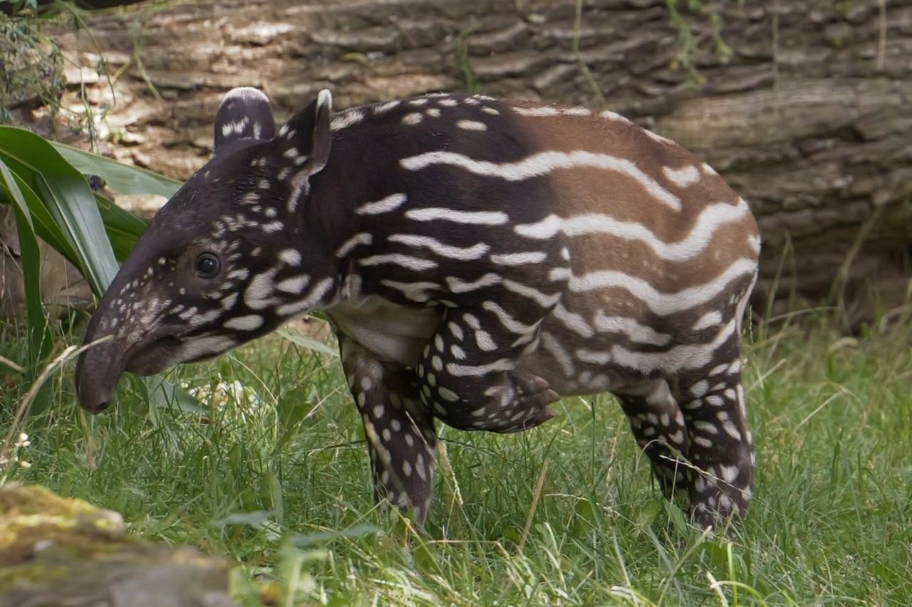 tapir malajski | fot. https://www.facebook.com/PlockZOO
