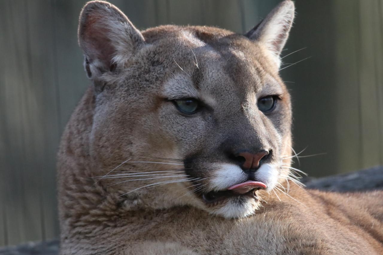 puma | fot. pixabay.com/pl