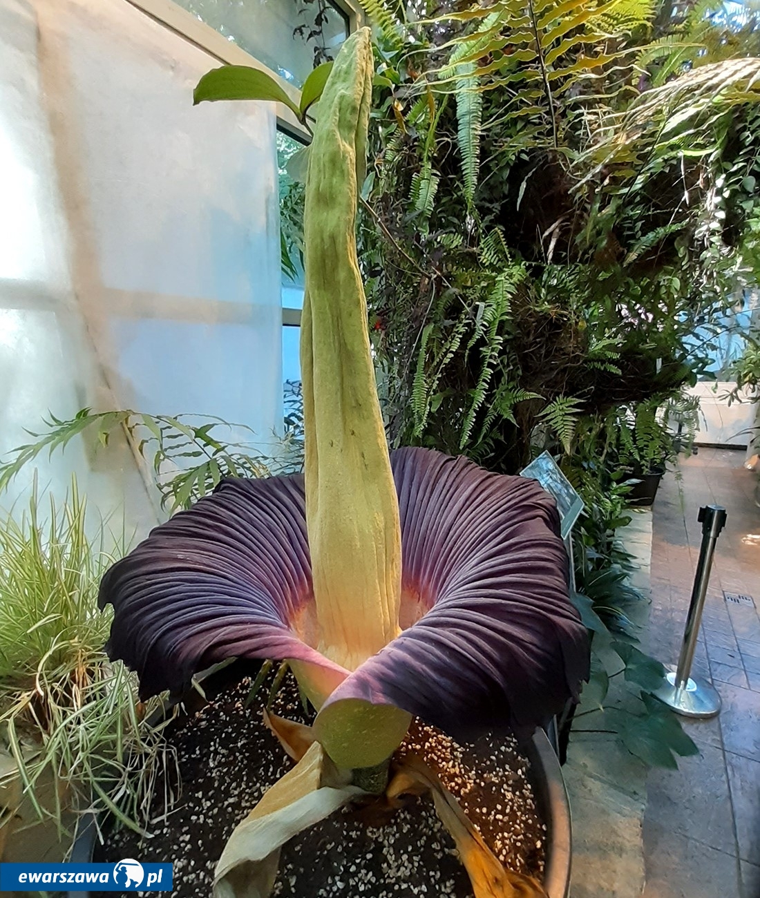 zdj. ilustracyjne | fot. facebook.com/OgrodBotanicznyUW