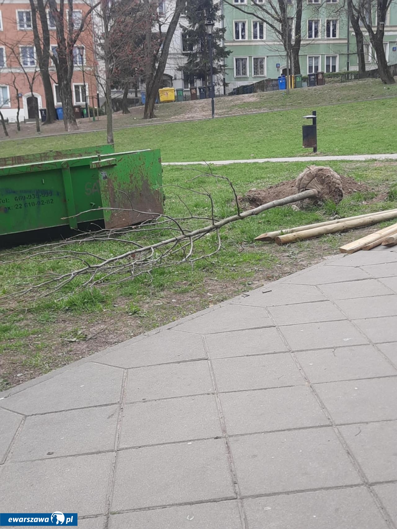 sadzenie drzew na Mariensztacie | fot. Bartosz Pańczyk