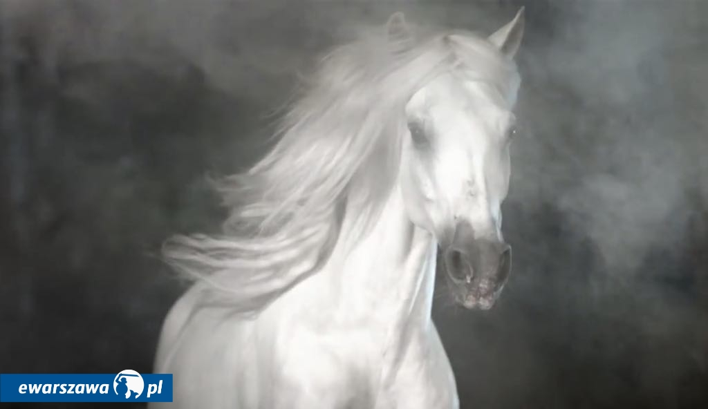 Edyta Górniak z koniem Helio | fot. youtube.com/@EdytaGorniakChannel