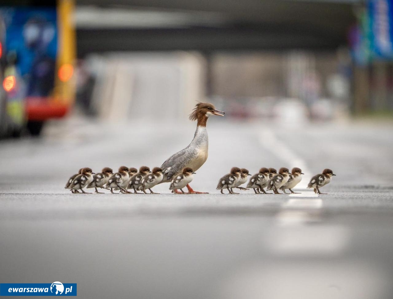 przemarsz kaczek z Łazienek do Wisły | fot. facebook.com/JuraAleksander