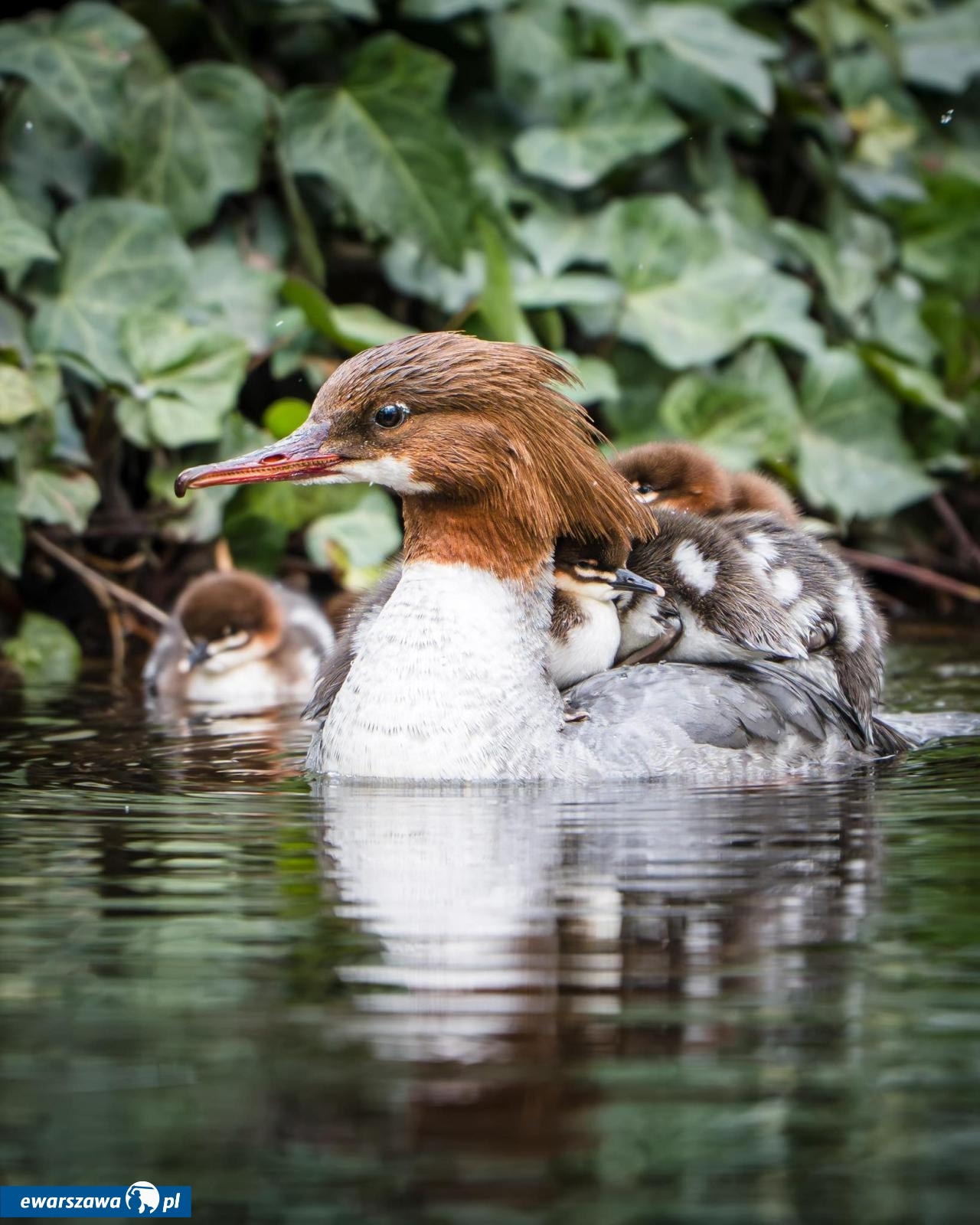 przemarsz kaczek z Łazienek do Wisły | fot. facebook.com/JuraAleksander