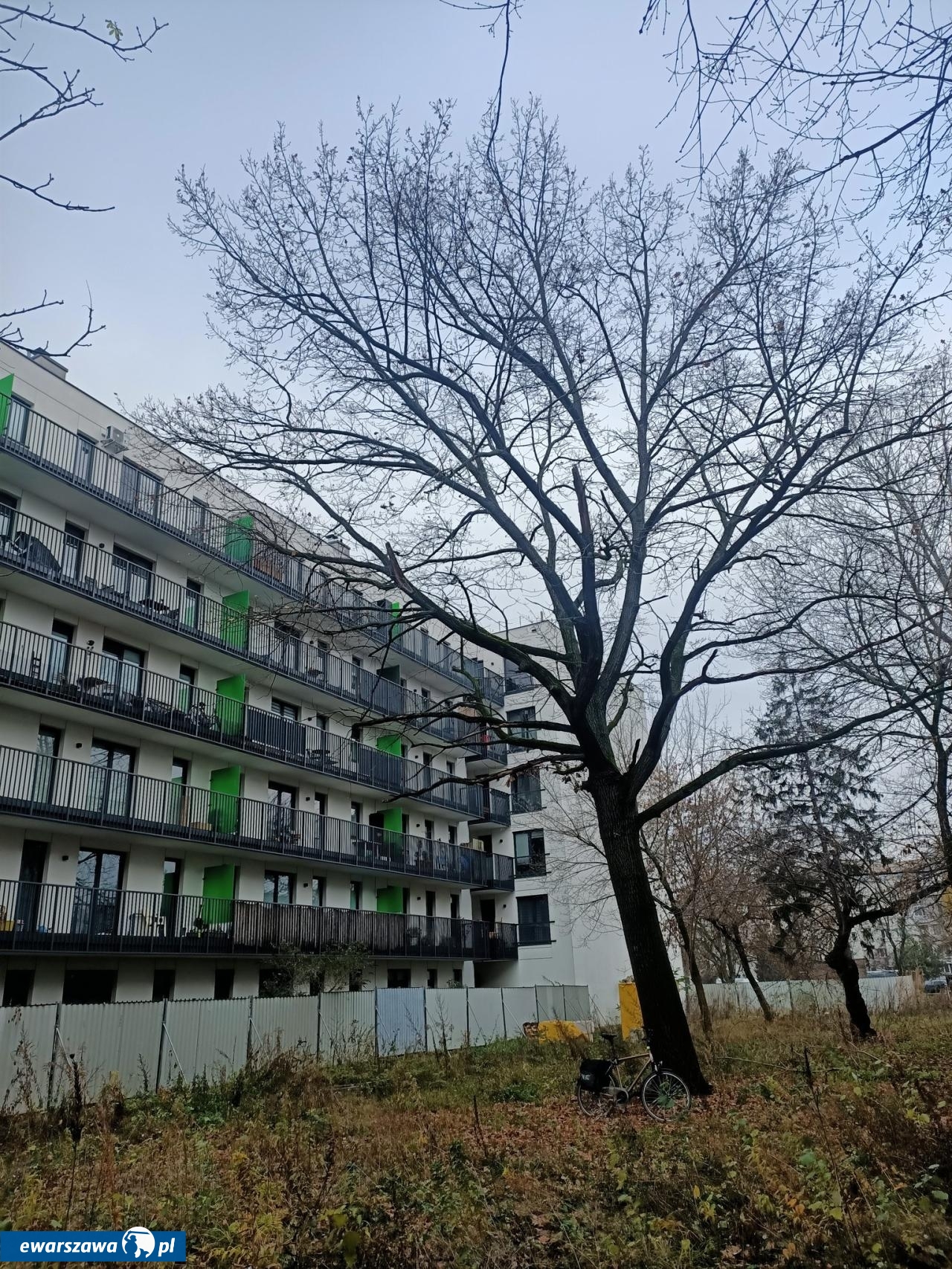 wycinka drzew przy ul. Radzymińskiej 14 | fot. facebook.com/radnymichalskidlapragi