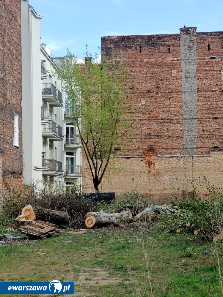 wycinka drzew przy ul. Radzymińskiej 14 | fot. facebook.com/radnymichalskidlapragi