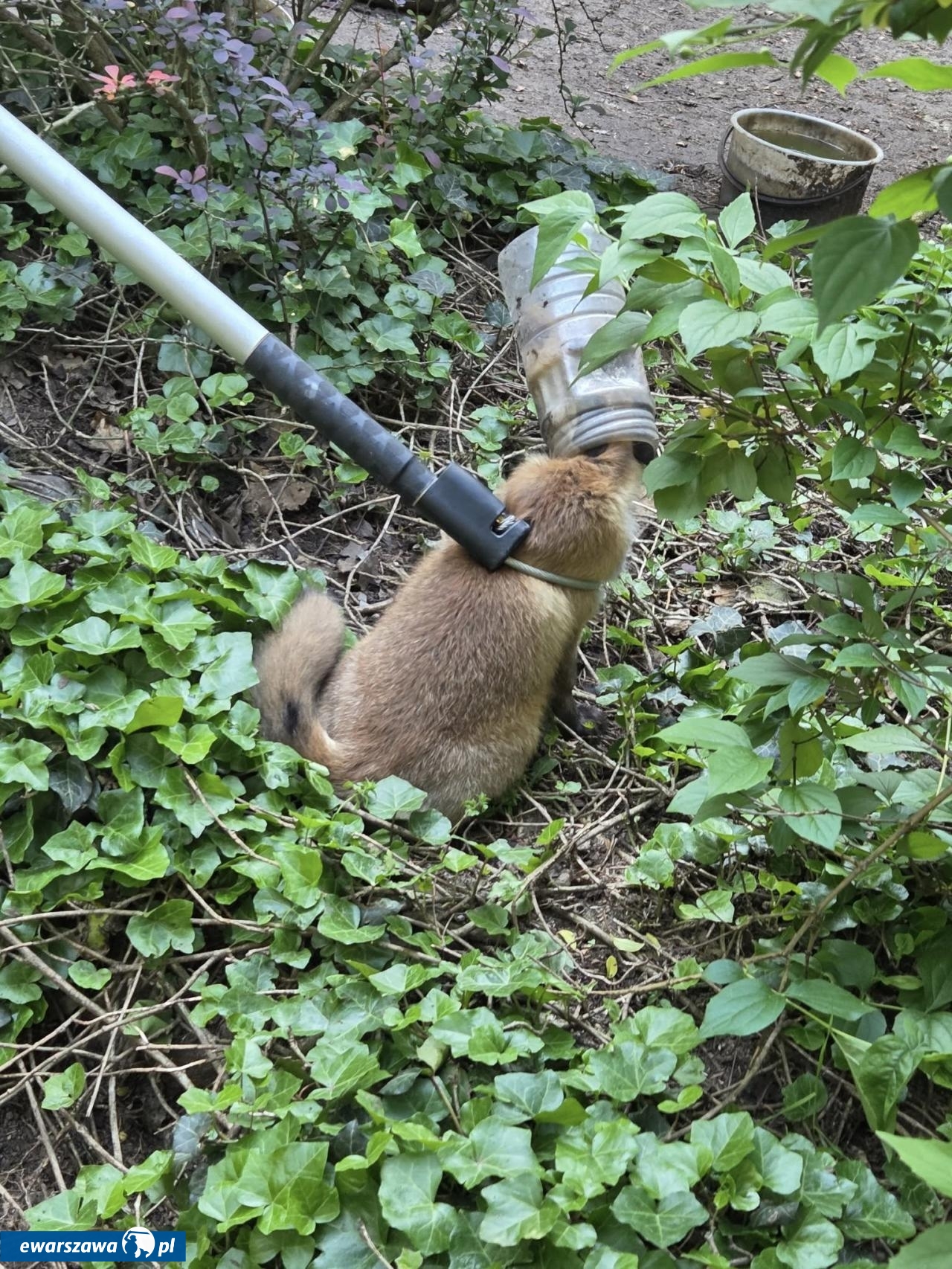 uwięziony lis | fot. facebook.com/KatyWegierskie998