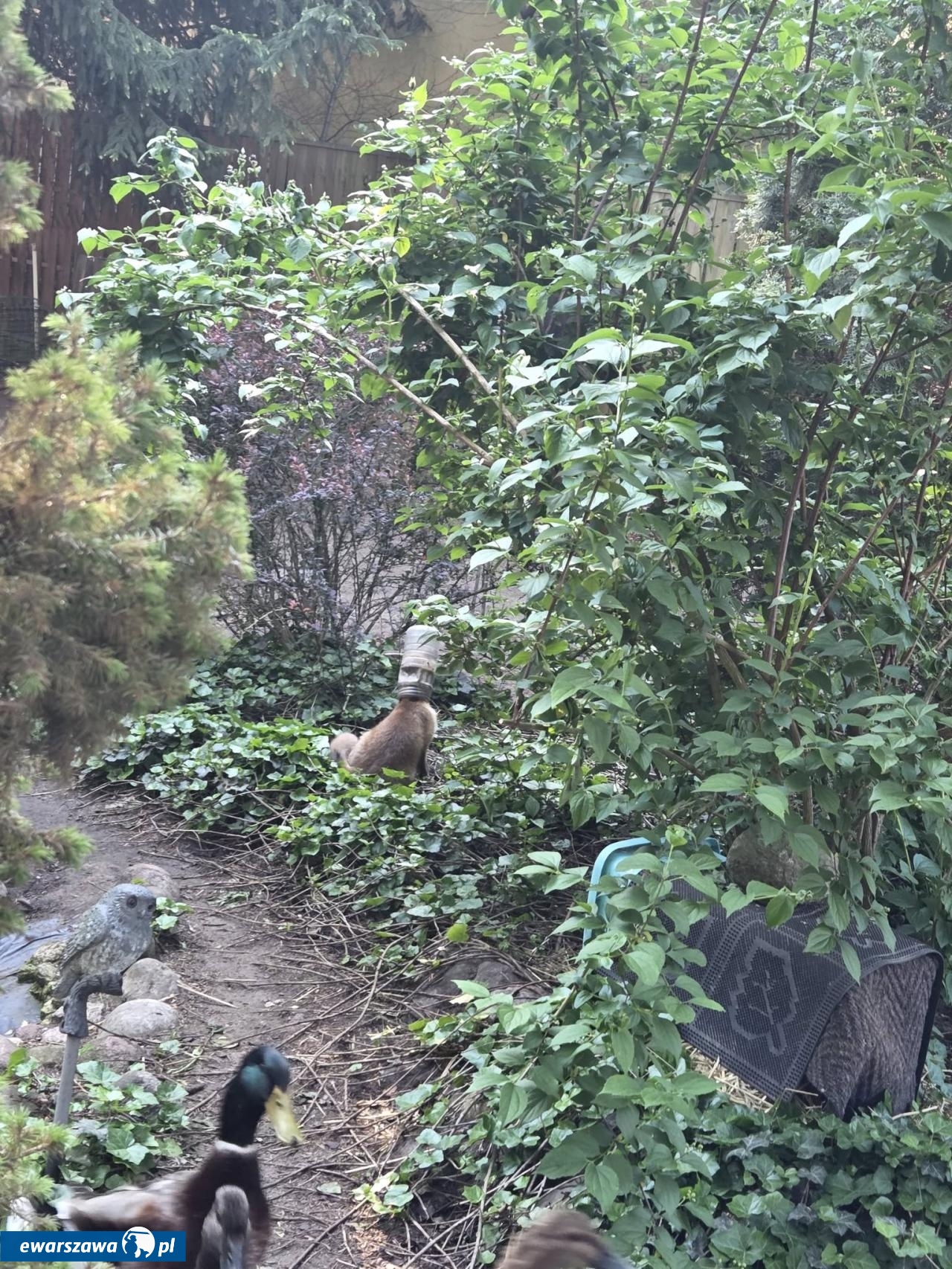 uwięziony lis | fot. facebook.com/KatyWegierskie998