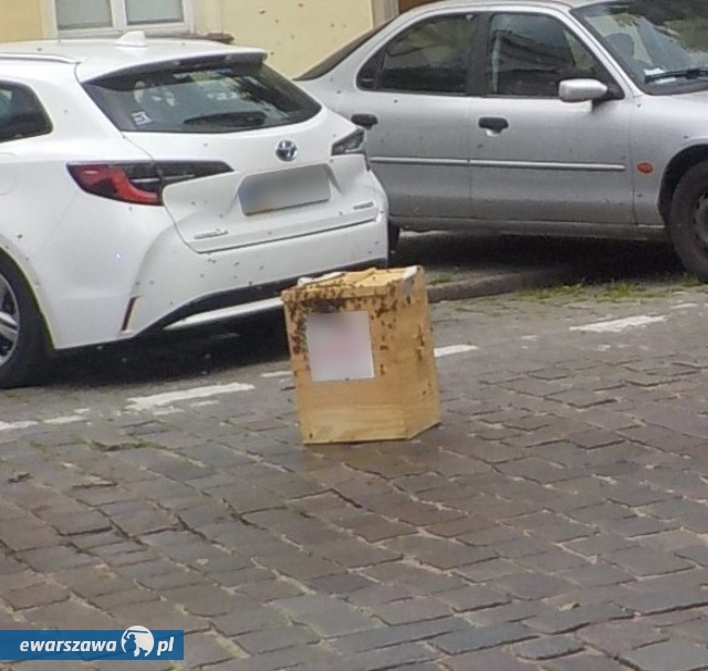 rój pszczół | fot. strazmiejska.waw.pl