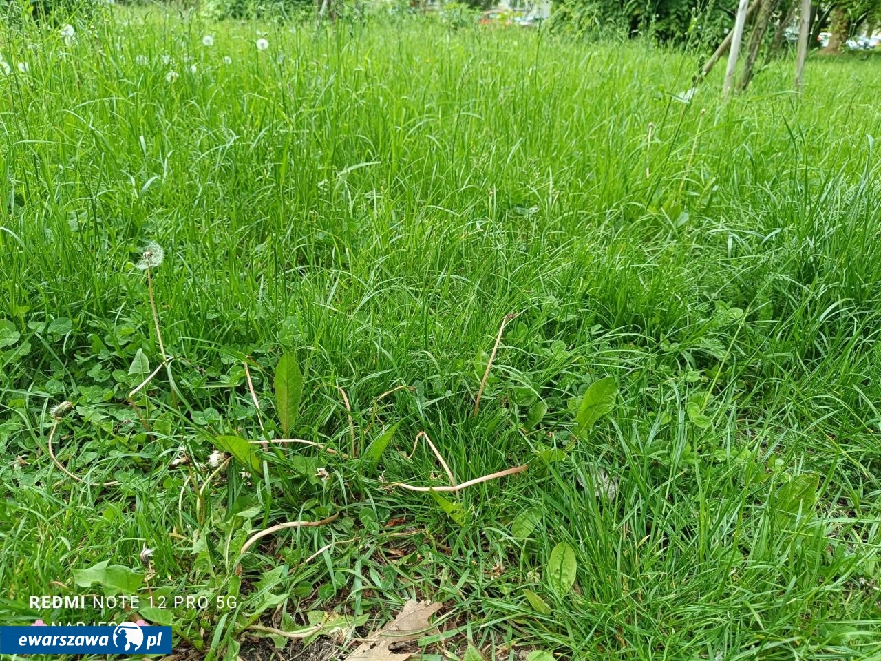 tak wyglądała trawa na Woli przed wykoszeniem | fot. Joanna / Facebook