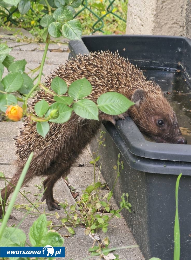 jeż z Ursynowa | fot. Karolina N. Facebook