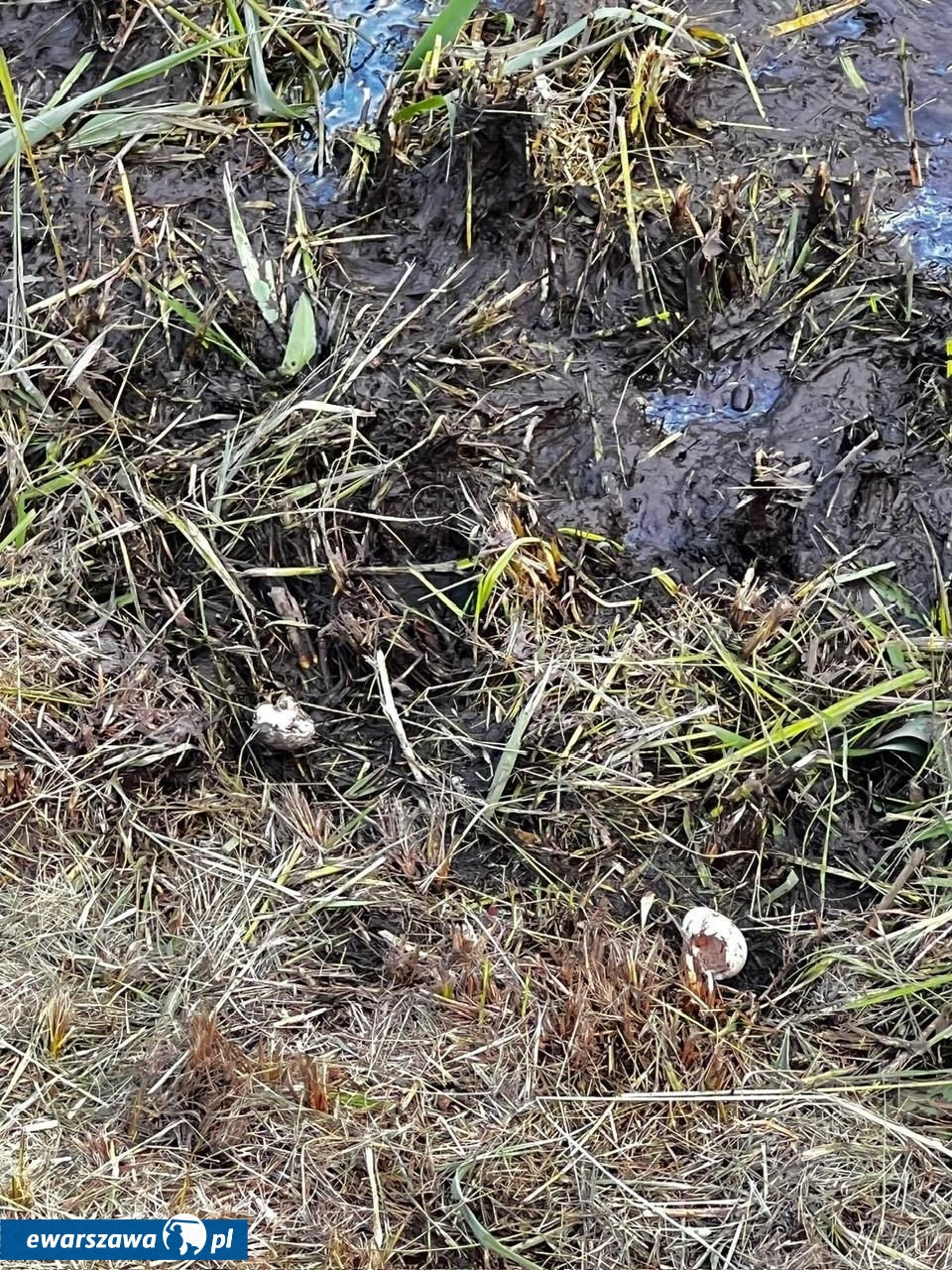 niszczenie gniazd kaczek | fot. wesola.um.warszawa.pl/
