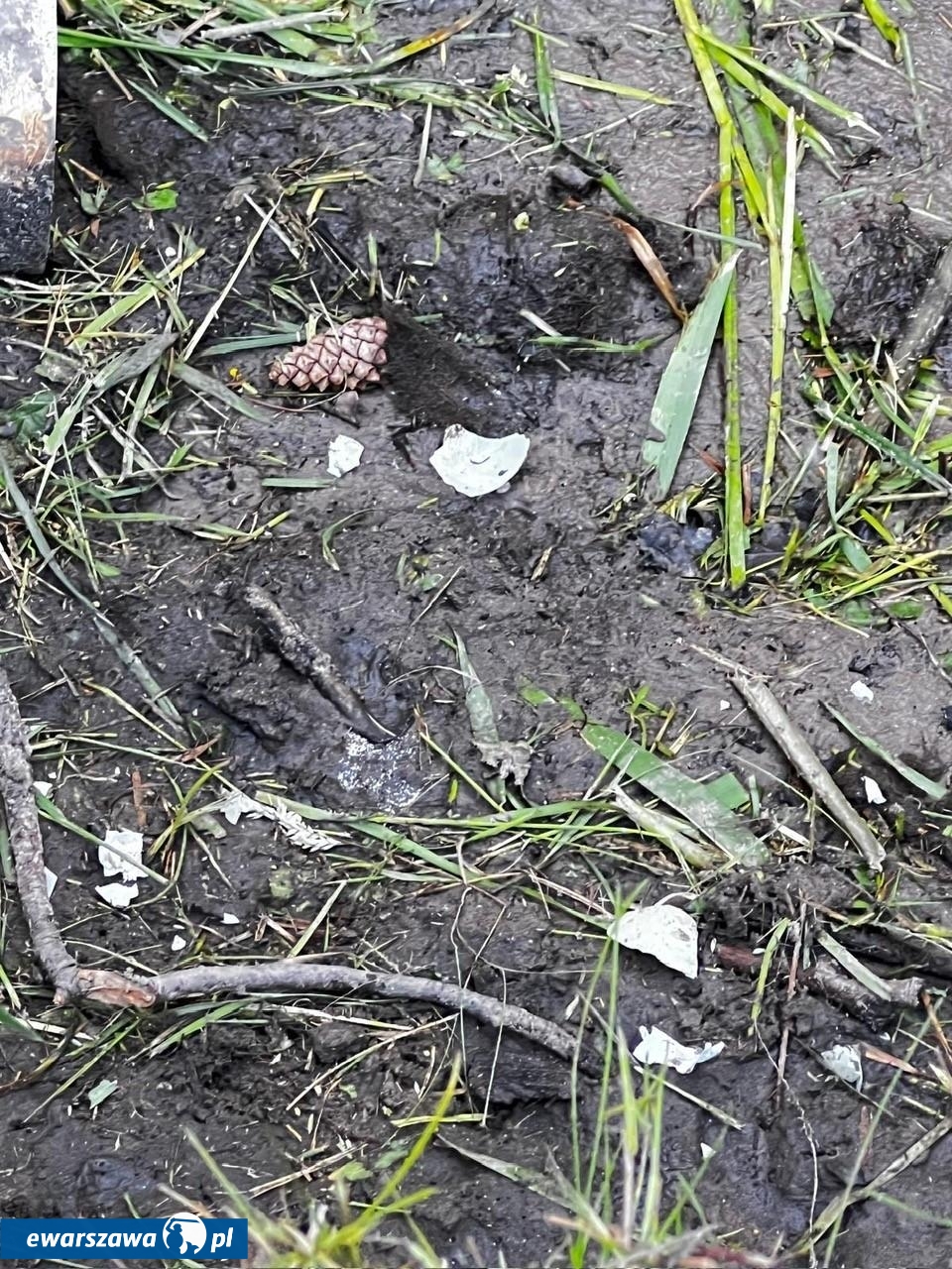 niszczenie gniazd kaczek | fot. wesola.um.warszawa.pl/